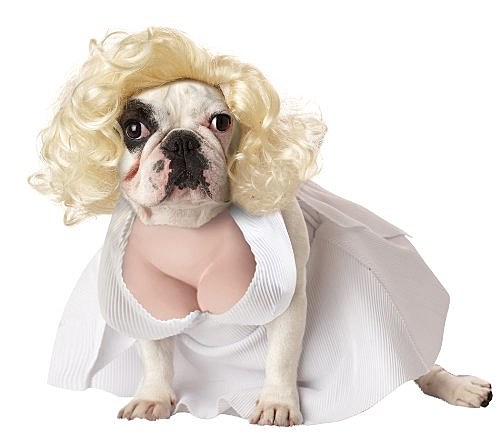 funniest funny dogs in costumes
