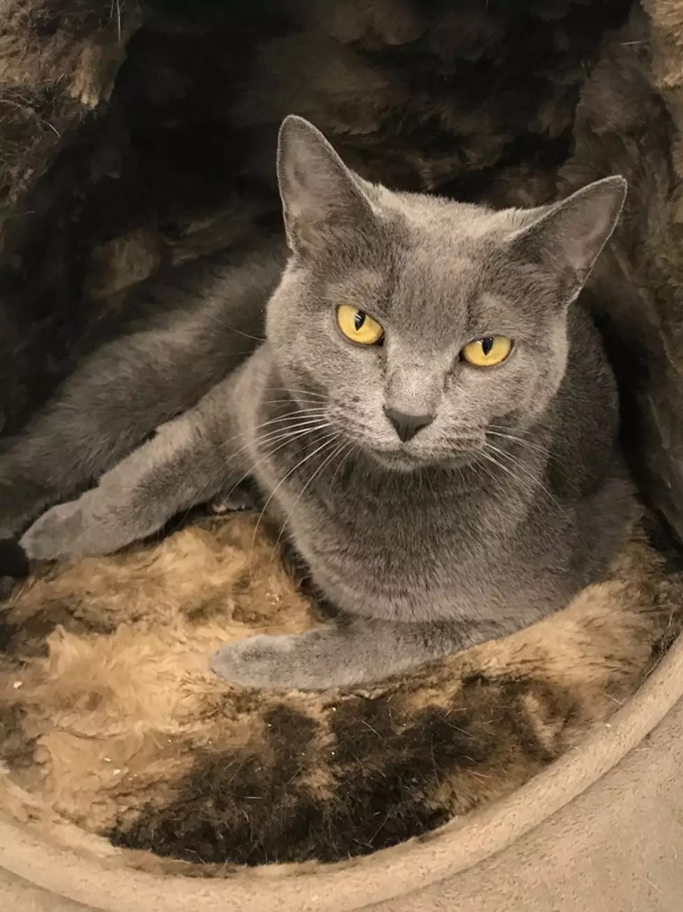 Daviess County Animal Shelter