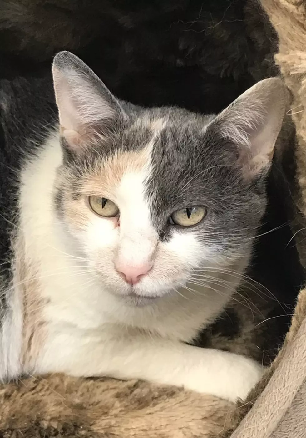 Daviess County Animal Shelter