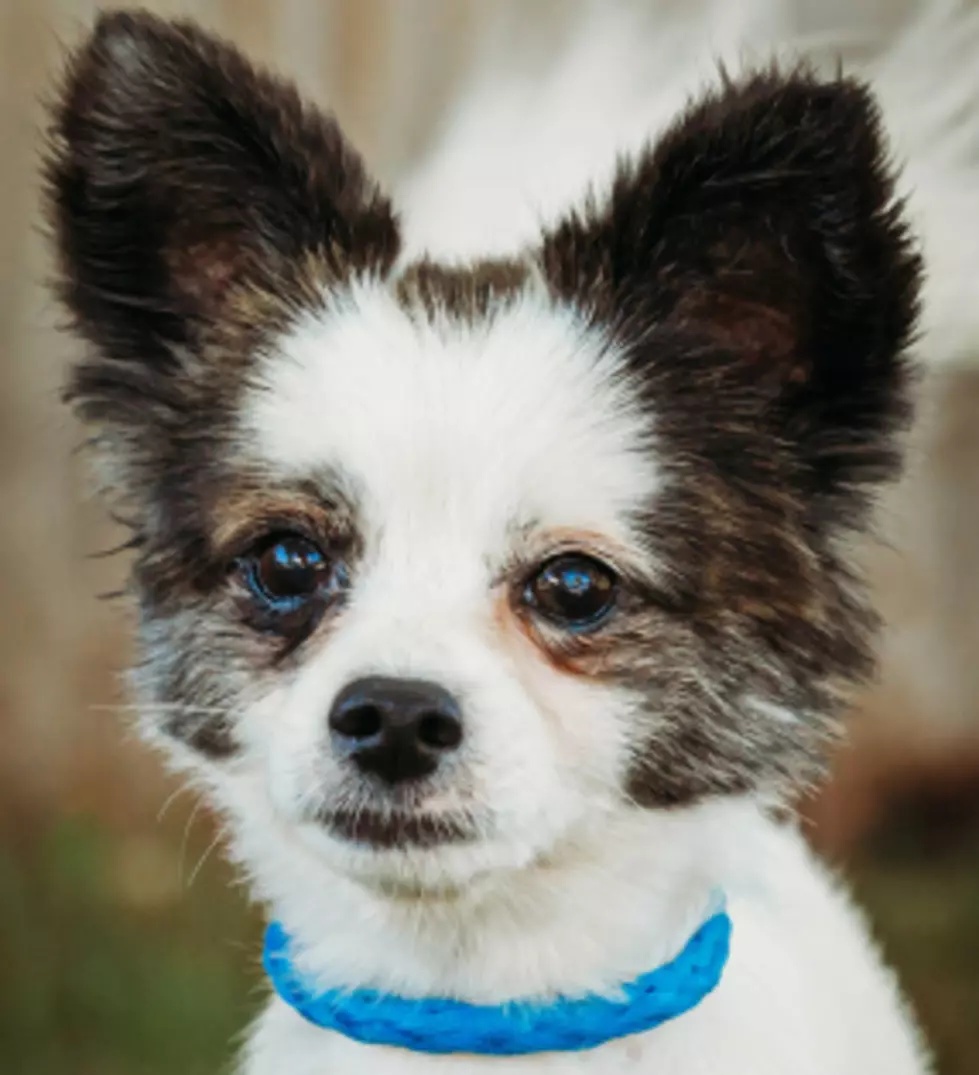 Meet Buster:  WBKR’s SPARKY Pet of the Week (PHOTO)