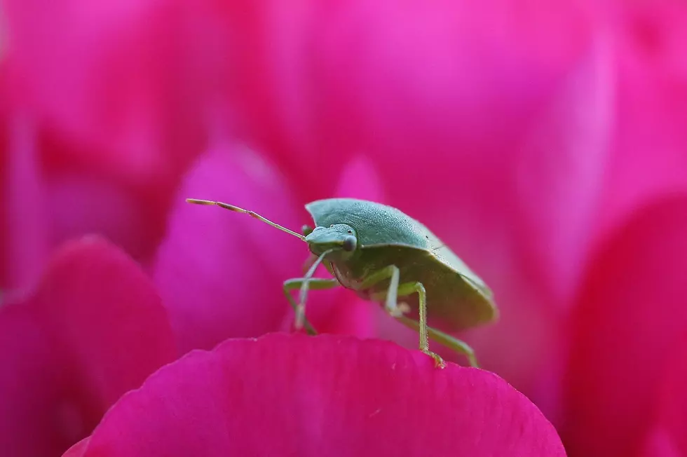 Fall Is Upon Us, So Here Come the Stink Bugs