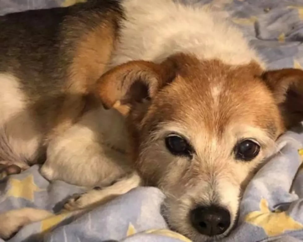 Remember Quinn? SparKy Pup has Tumor, Needs Our Help