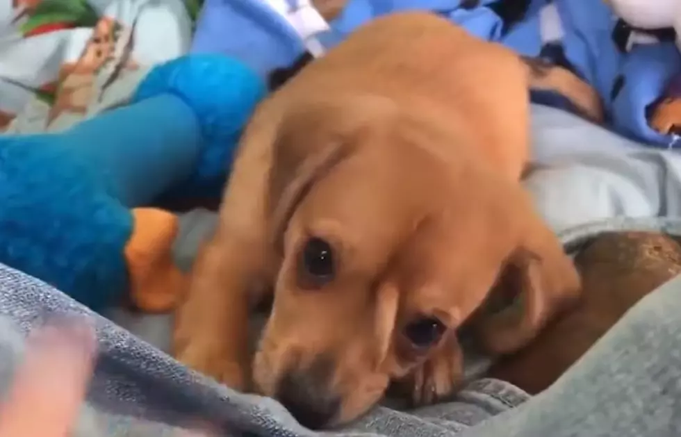 Have You Seen the Unicorn Puppy? [VIDEO]