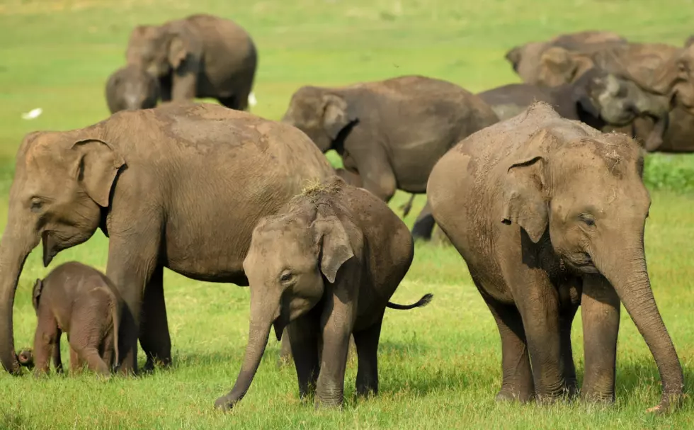Donate Your Live Christmas Tree To Help The Elephant Sanctuary In Tennessee