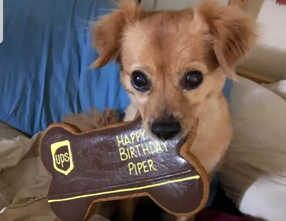 UPS Dogs/Facebook
