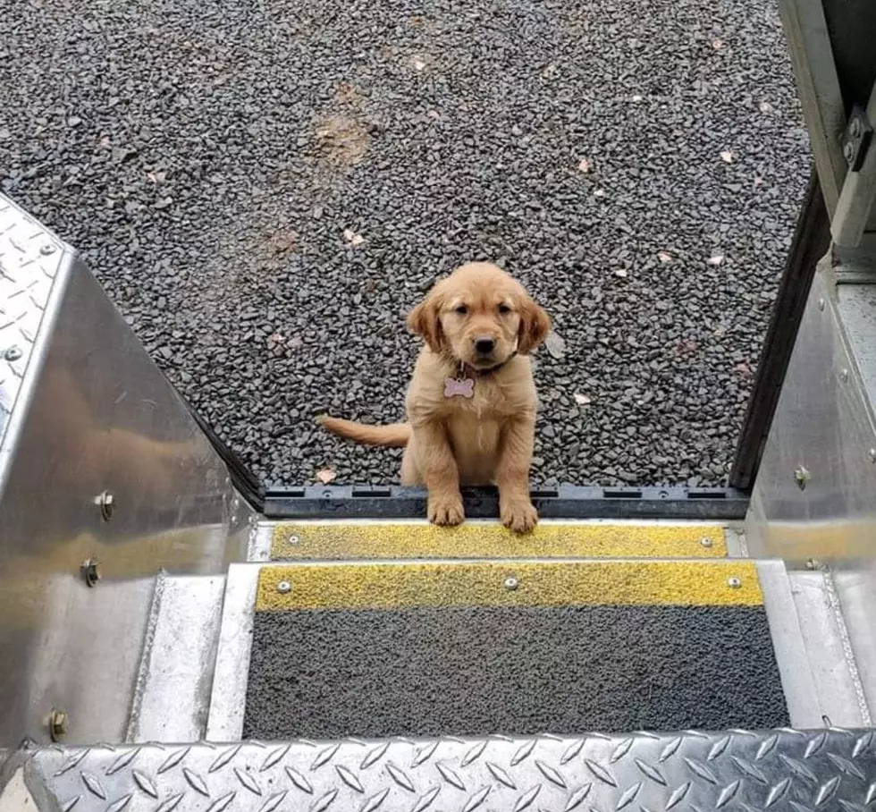 UPS Dogs/Facebook