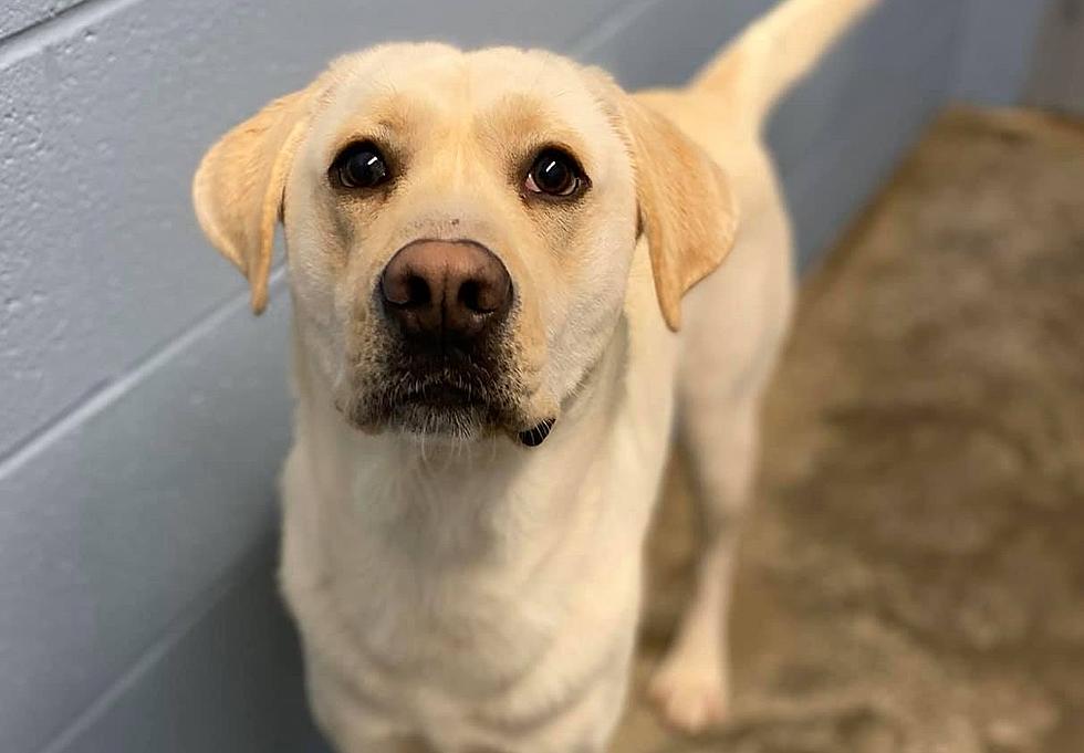Max A Full-Blooded Yellow Lab Is In URGENT Need Of A Home (PHOTOS)