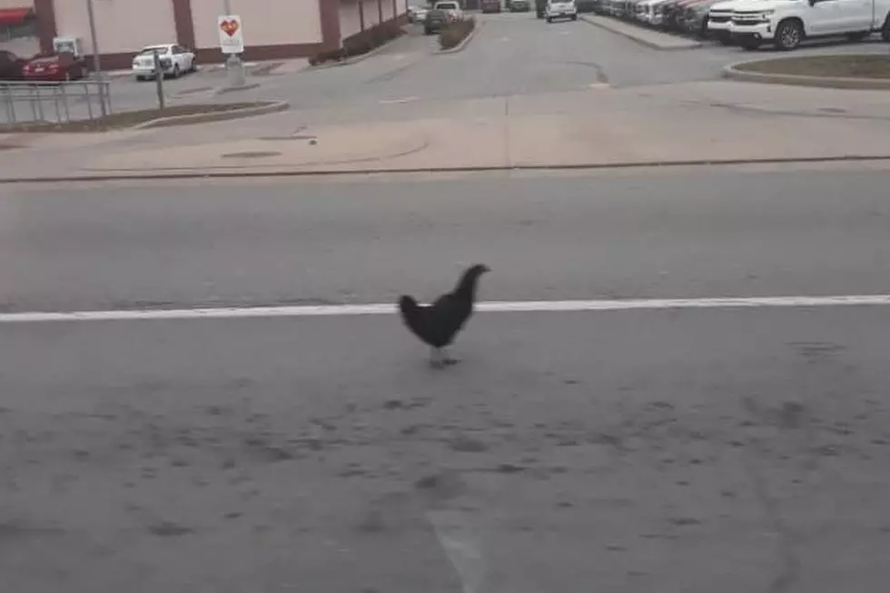 "HOSTILE CHICKEN" CAPTURED BY ELIZABETHTOWN PD