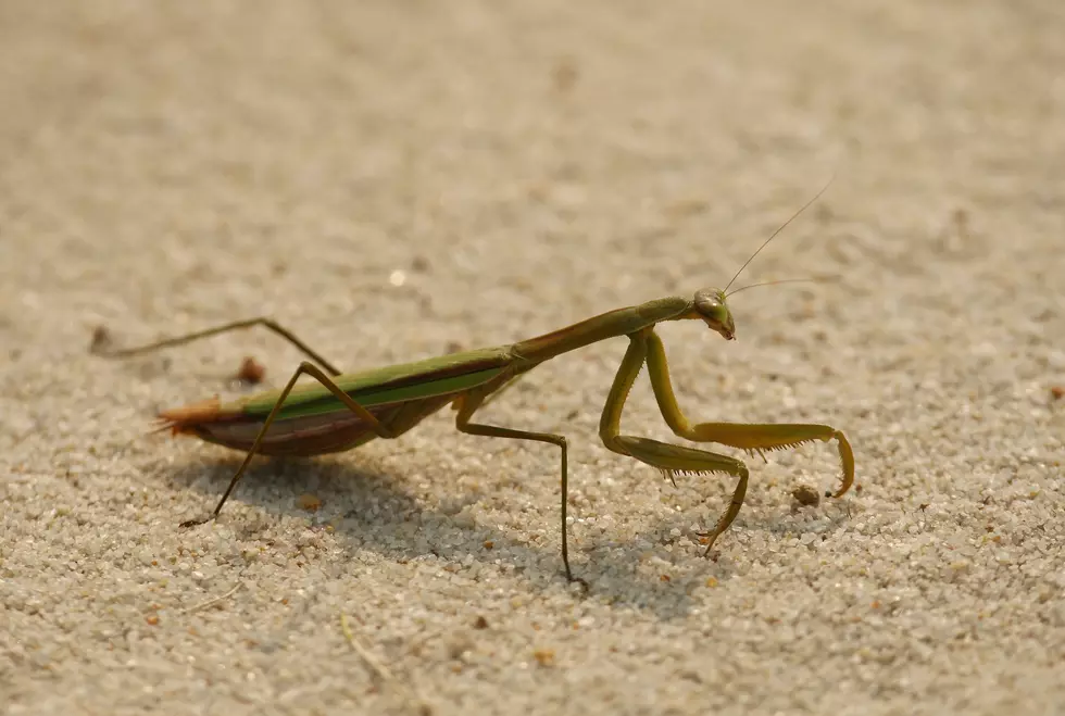 MAKE SURE TO CHECK FOR PRAYING MANTIS EGGS IN YOUR CHRISTMAS TRE