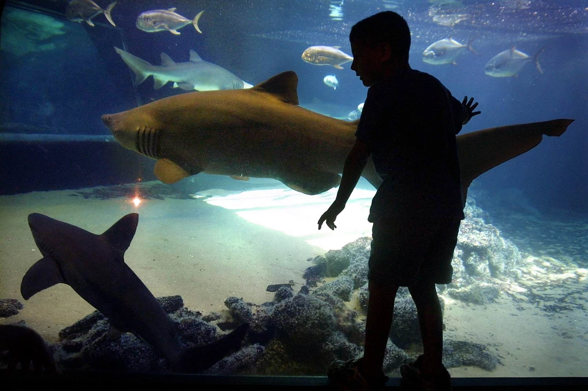 virtual aquarium tours free