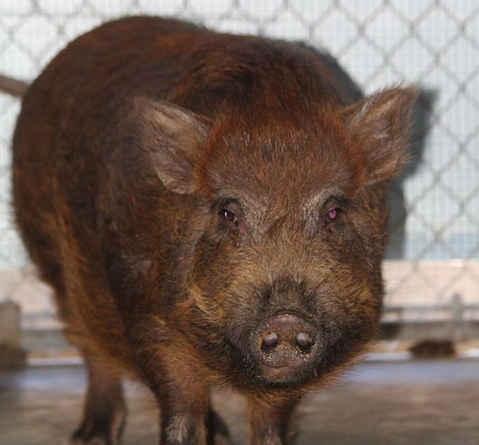 Nutmeg the Potbelly Pig Needs a Forever Home [Photos]