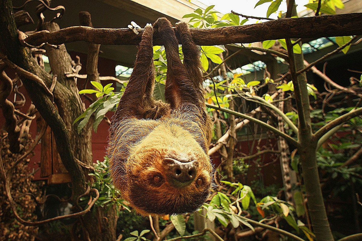 Sloth Exhibit Coming to Louisville Zoo