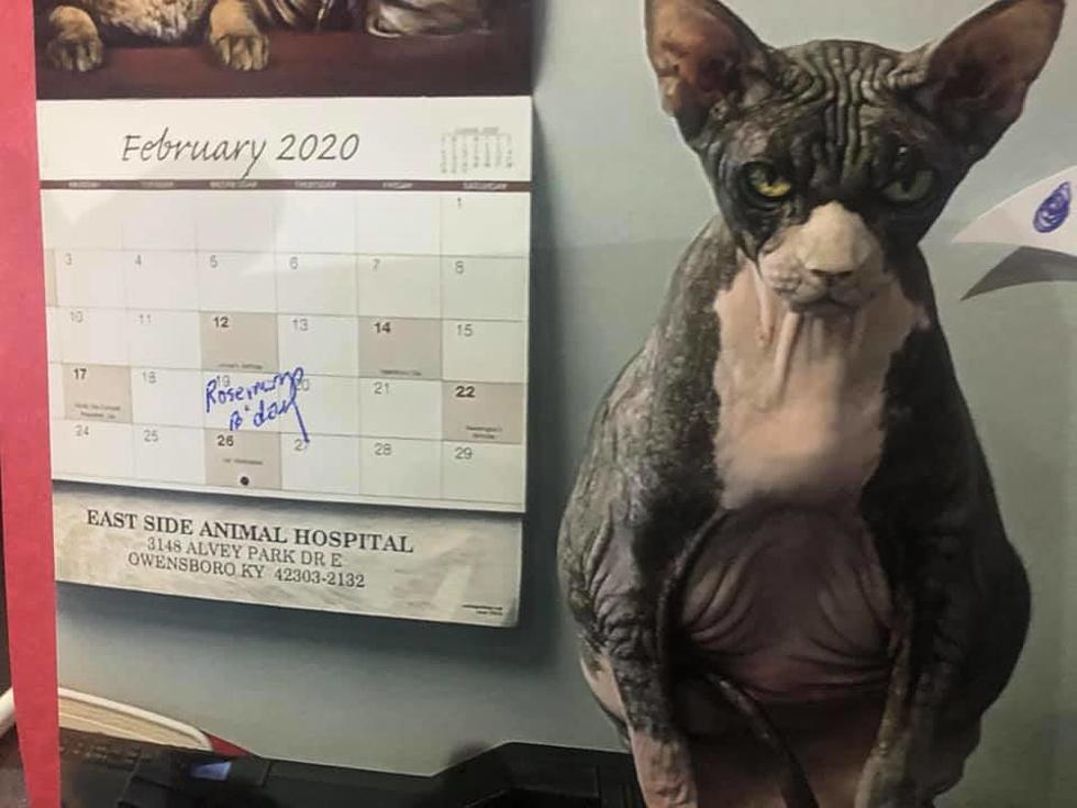 Meet Yoda: Owensboro’s Very Own Grumpy Cat [Photos]