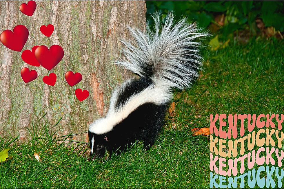 Skunk Mating Season in Kentucky