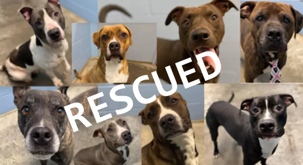 Doggone it! Hearts are Wagging as 8 Pups are Saved in Owensboro [PHOTOS]