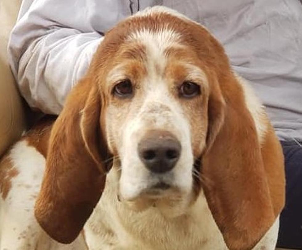 Help Sweet Hound Dog In Daviess County Find His Way Home (PHOTOS)