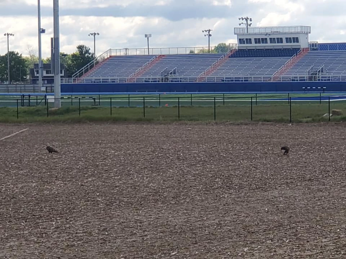 Two Bald Eagles Land At Apollo High School Football Stadium
