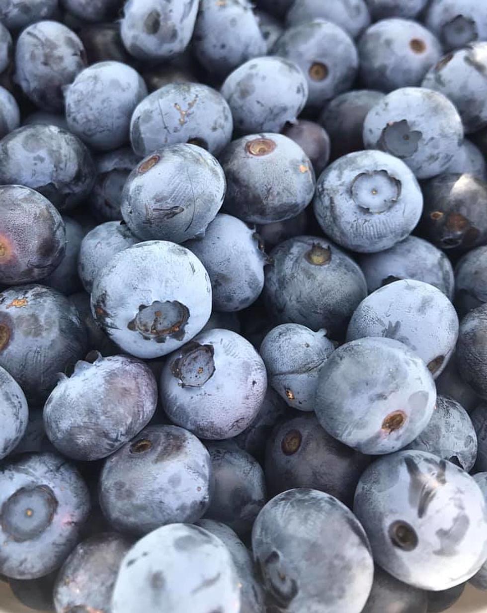 Family-Owned Daviess County Blueberry Farm Has Reopened For The Summer (PHOTOS)