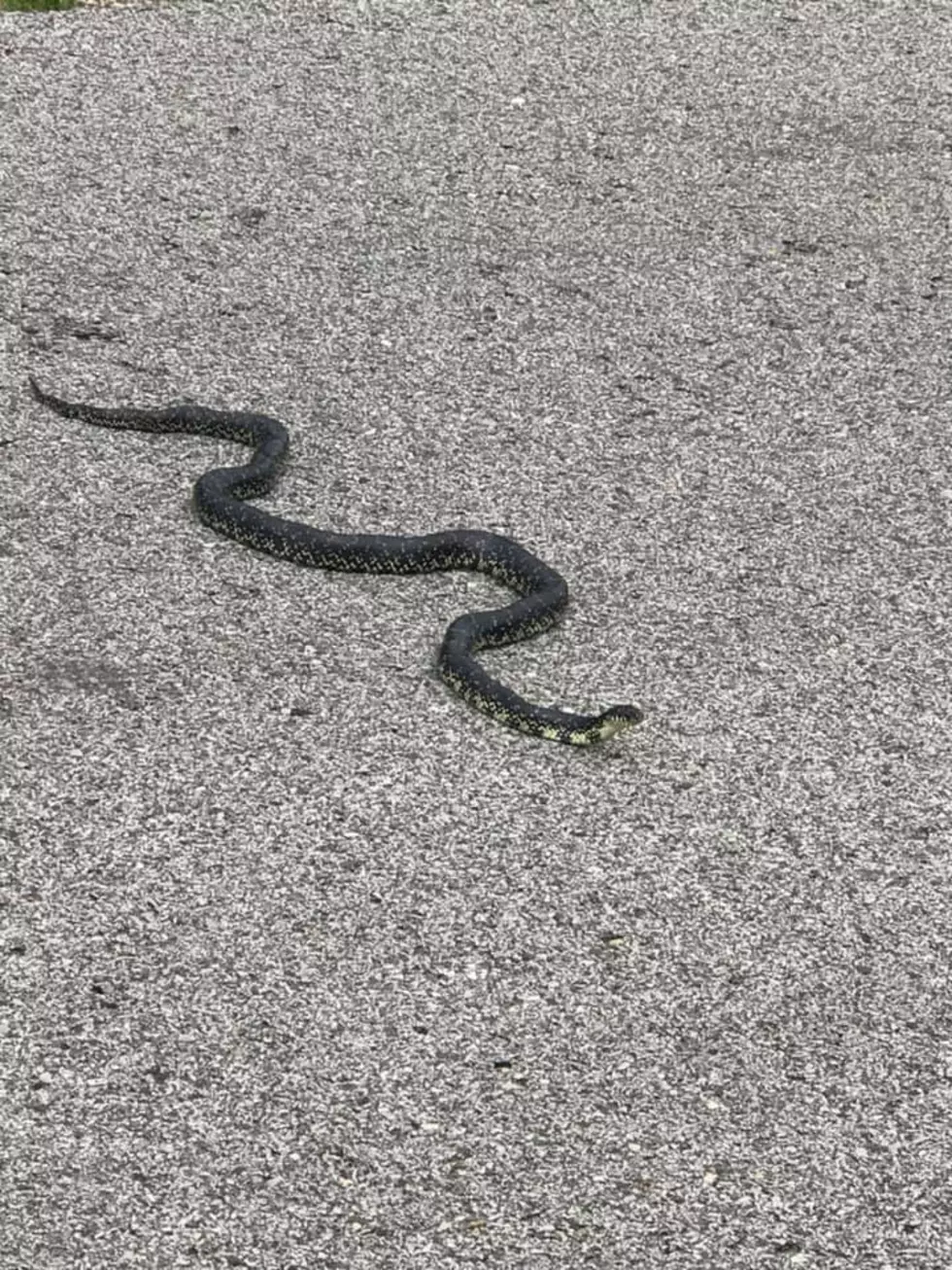 When I Screamed &#8220;Snake!!&#8221; at My Running Partner on the Greenbelt [Video]