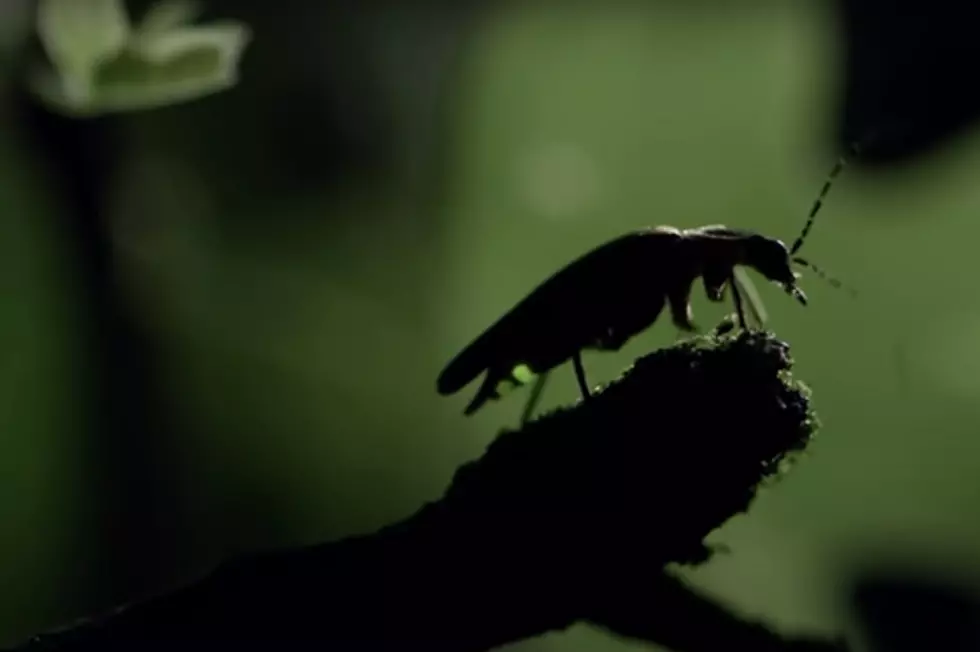 The Great Smoky Mountains Virtual Fireflies Event [VIDEO]