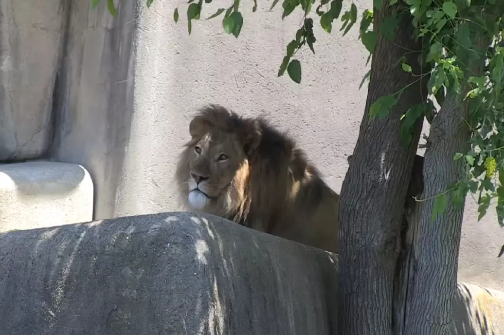 Louisville Zoo Announces Reopening Day and New Procedures [VIDEO]