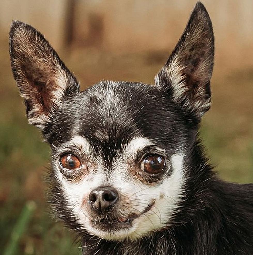 Meet Diamond: Our SPARKY Pet of the Week [Photo]