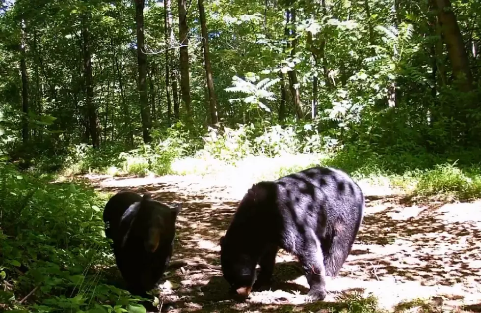 Bears Keep Popping Up in Central Kentucky