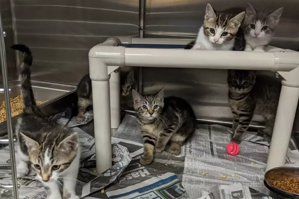 Three Cat Families At DC Animal Shelter Facing Euthanization