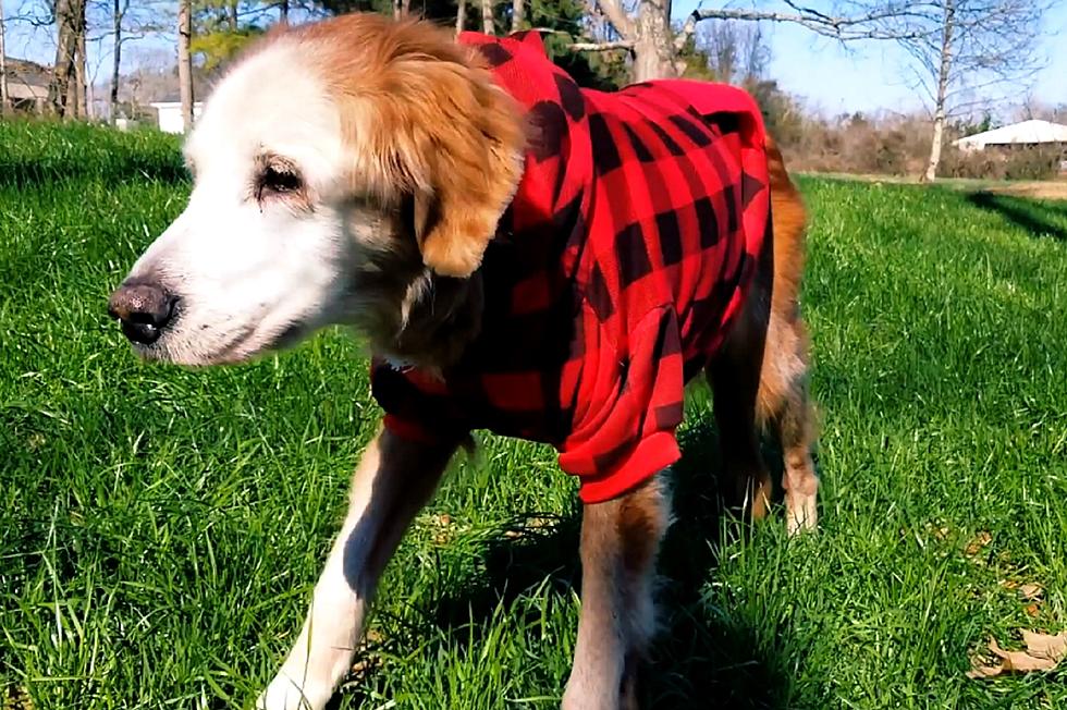 World&#8217;s Oldest Golden Retriever Lives in Tennessee [VIDEO]