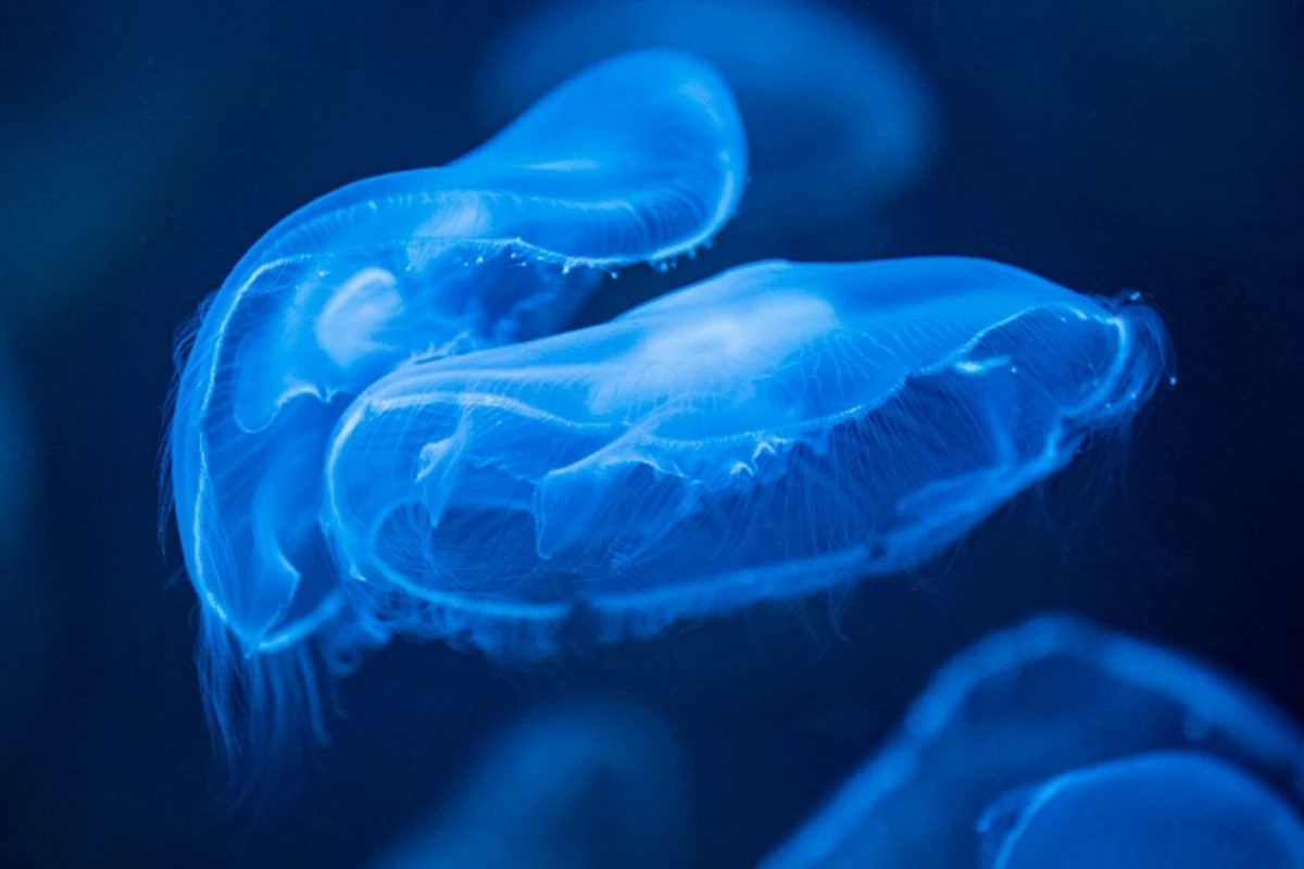 Did You Know There Are Freshwater Jellyfish in Kentucky?