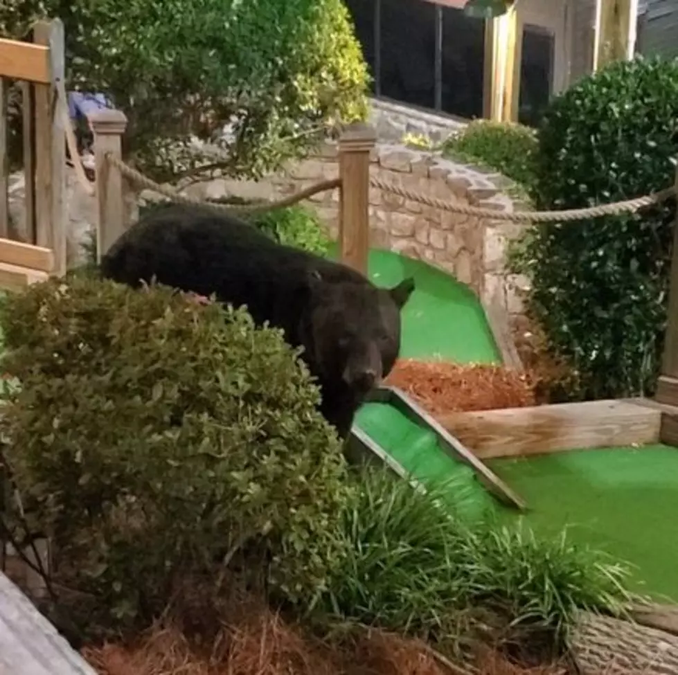 Gatlinburg Miniature Golfers Get Surprise Visit From Big Black Bear (VIDEO)