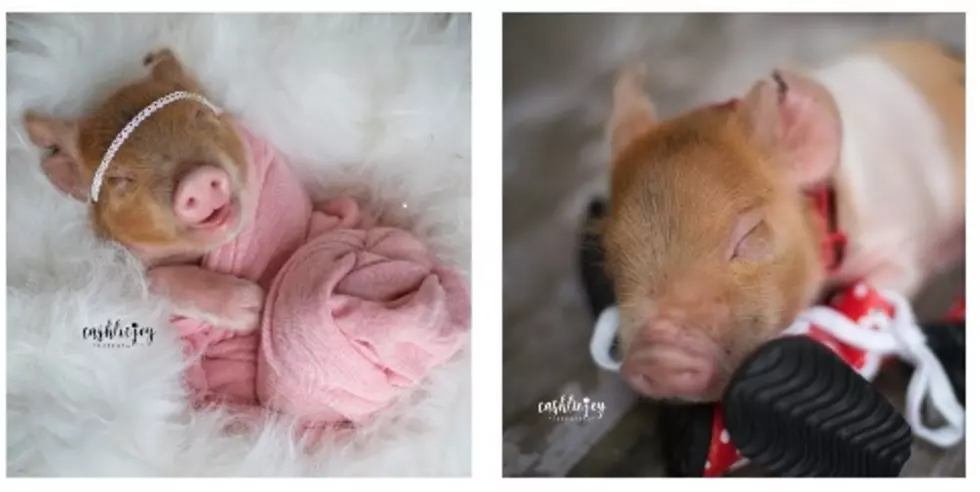 Baby Piglet Really 'HAMS' It Up For Newborn Photo-shoot 