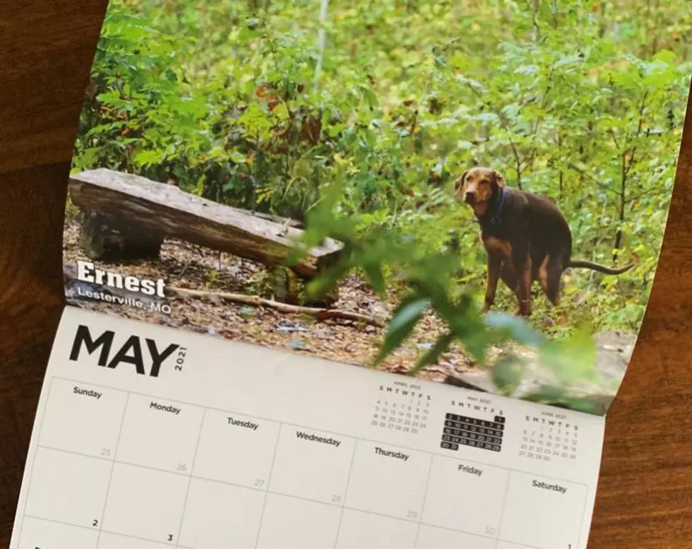 Hilarious Pooping Pooches Calendar Will Make You Laugh and Supports Great Cause