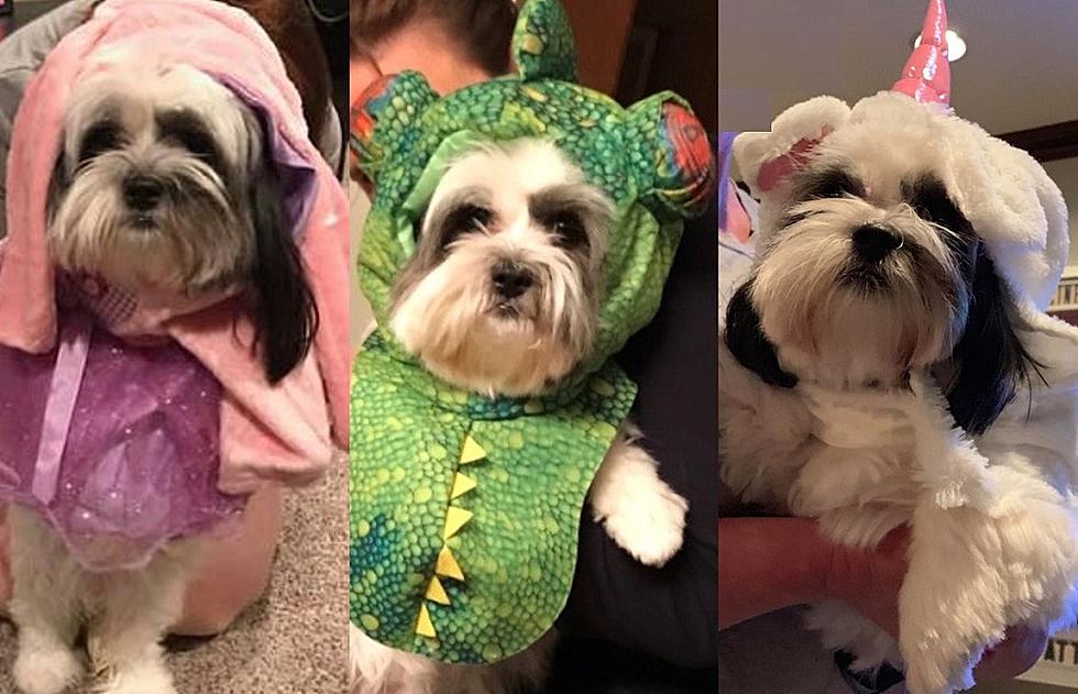 Cuteness Overload! 50 Funny Dog Costumes That Will Make You Laugh Out Loud