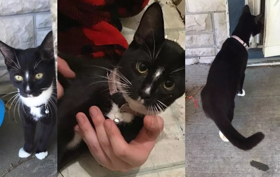 Surprise, Cat Found in Donated Leather Couch in Henderson, KY