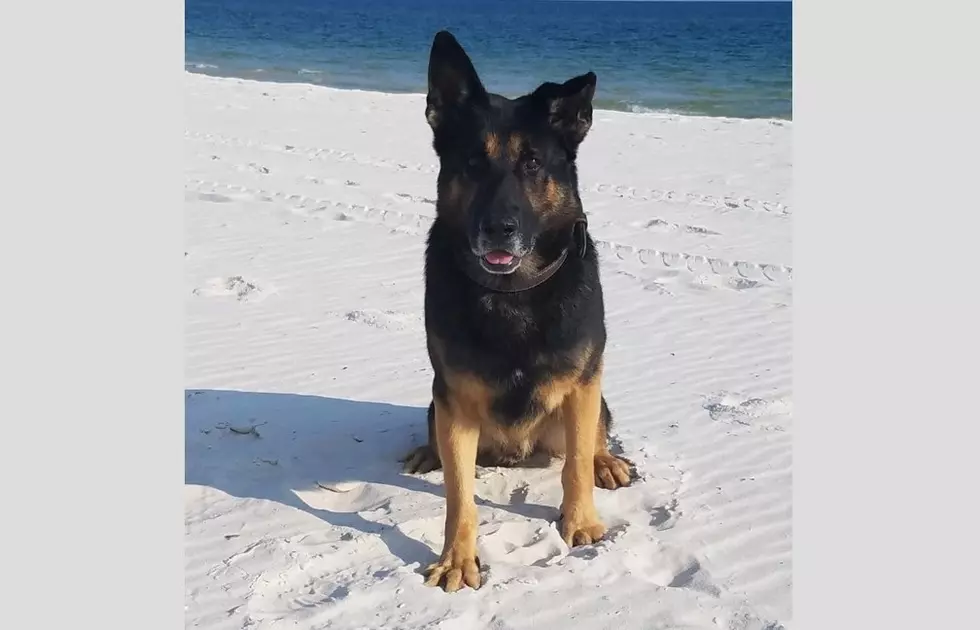 Evansville Police Mourn the Loss of K-9 Service Dog Axel 