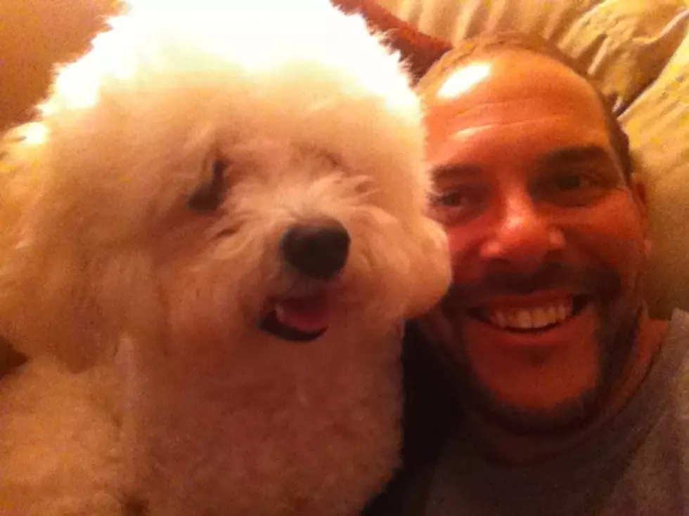 Our Devoted Dolly: A Tribute to the Rescued Bichon Frise We Nicknamed Fuzzball