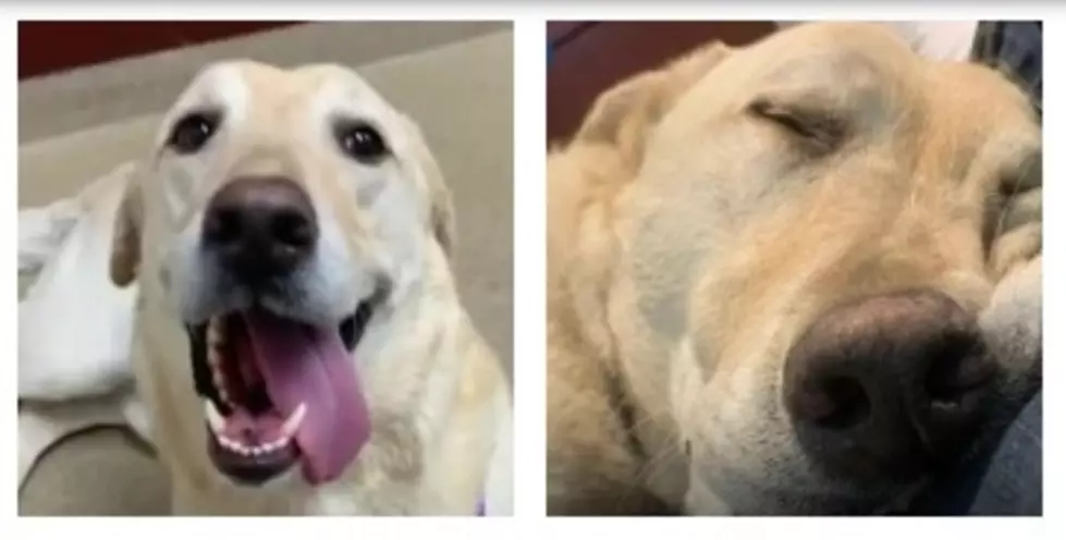 ‘Stevie the Wonder Dog’ A Special Needs Labrador Retriever Becoming Viral Inspiration (VIDEO)