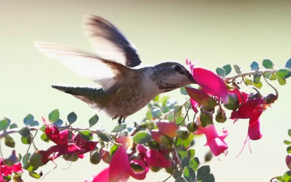 Thousands of Hummingbirds Traveling To Kentucky In The Spring (VIDEO)