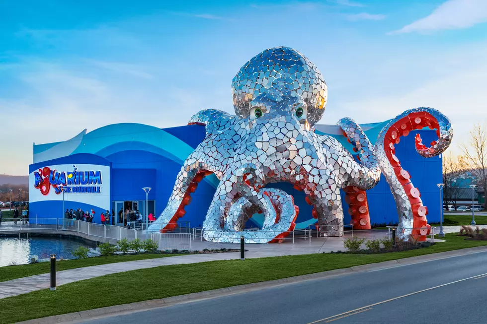 SEE INSIDE: Brand-New Branson Aquarium W/Over 7,000 Sea Creatures
