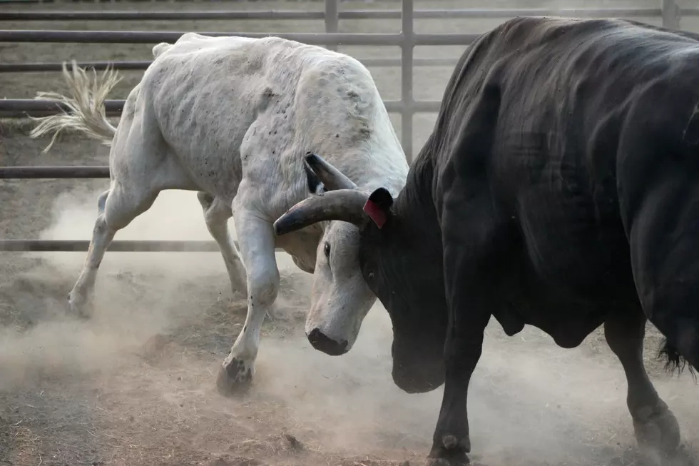 Adrenaline Rush is Coming! Bull Riding Returns to Owensboro, Kentucky