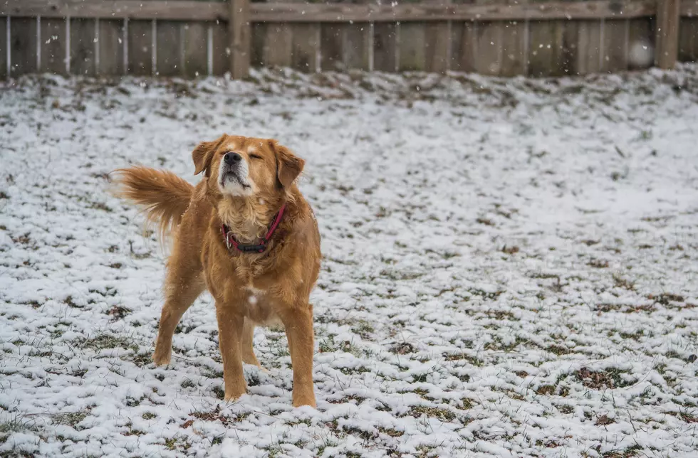 Shelter Offers Free Straw &#038; Cold Weather Tips for Pet Owners