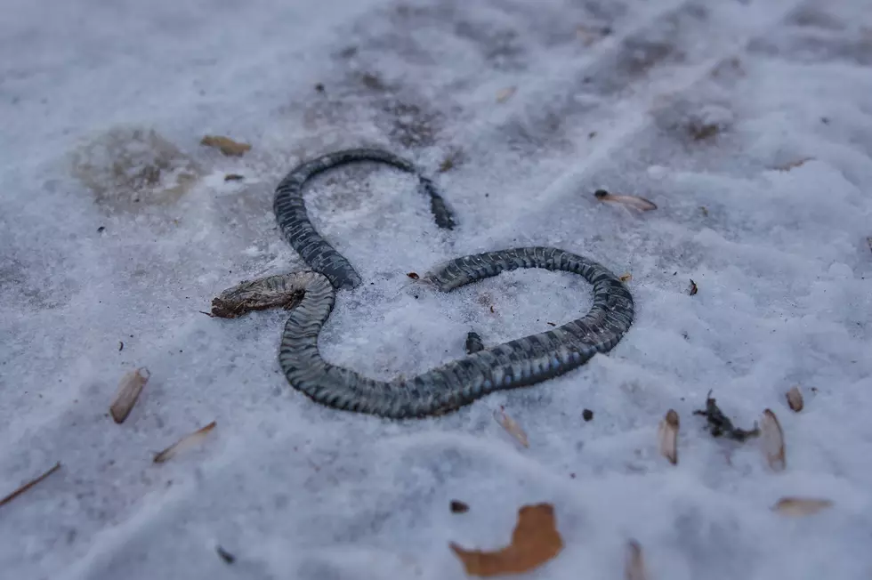 Kentucky Man Encounters Live Snake in the Snow [PHOTOS]