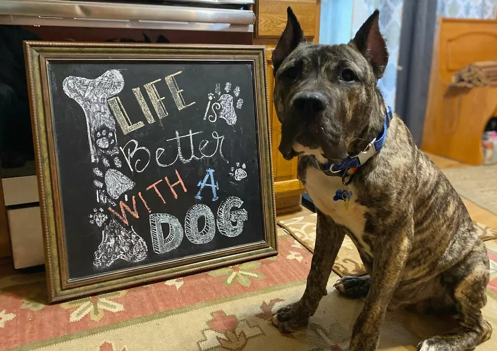 Adoption Day for Kentucky Pup Who Was on Death's Door