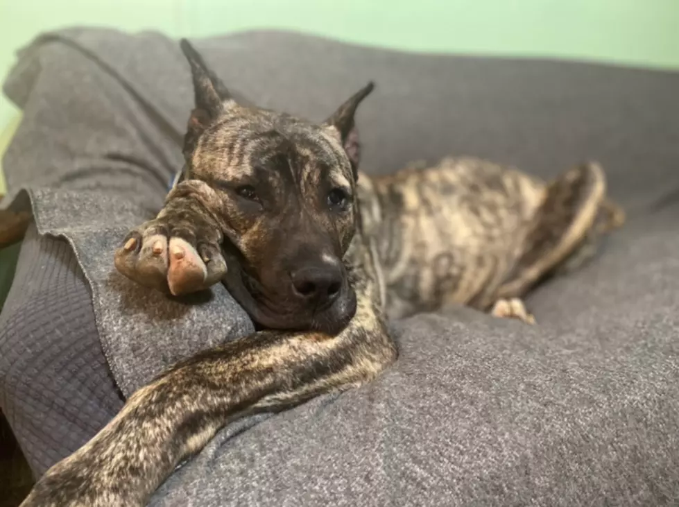 Kentucky Humane Society