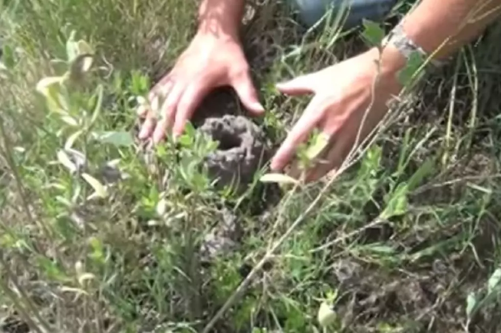 Burrowing Crayfish Nests Are a Menace