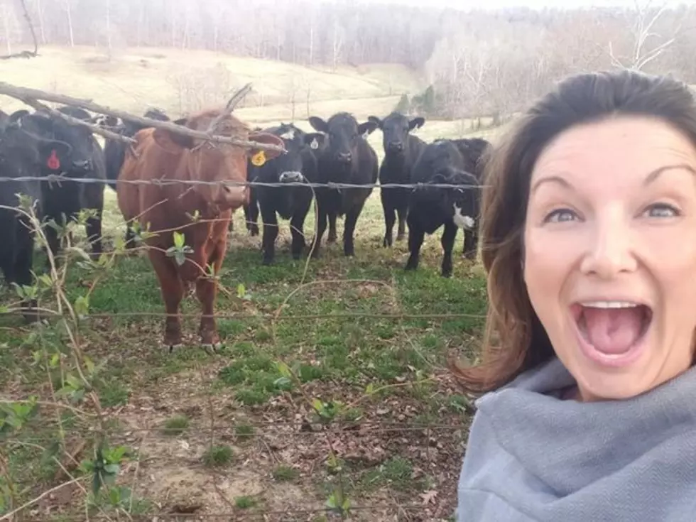 Cow Whisperer:  Angel&#8217;s New Hidden Talent (VIDEO)