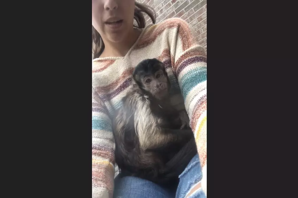 Exotic Monkey Discovered at Kentucky Home [VIDEO]