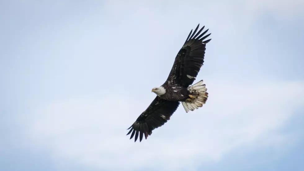 Freedom: Owensboro Man Captures Incredible Photos of an Eagle