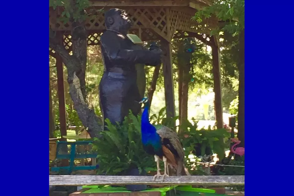 Kentucky Putt-Putt Course Has Peacocks